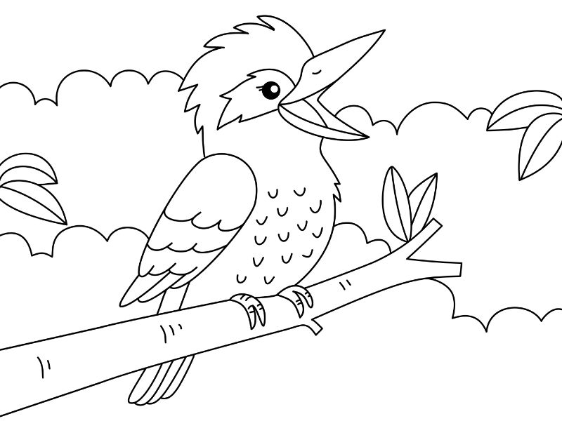 Kookaburra Coloring Page