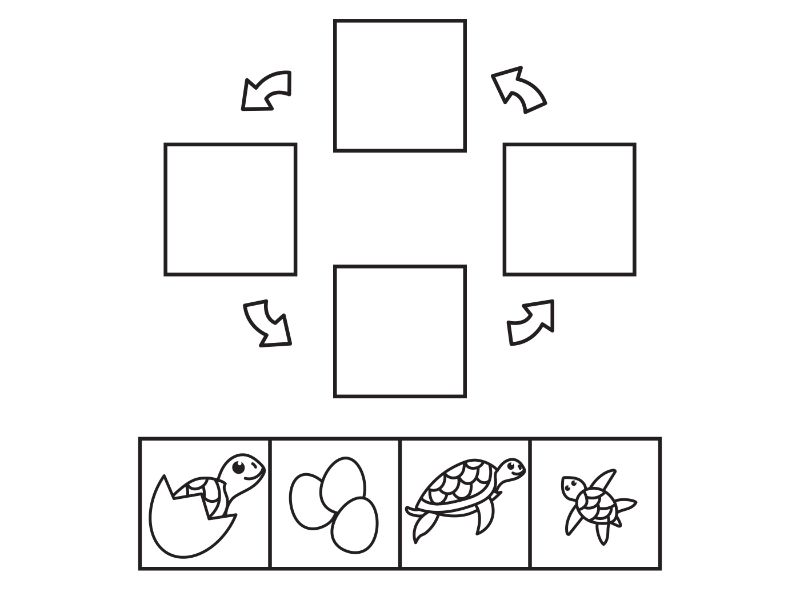 Turtle Life Cycle Coloring Page