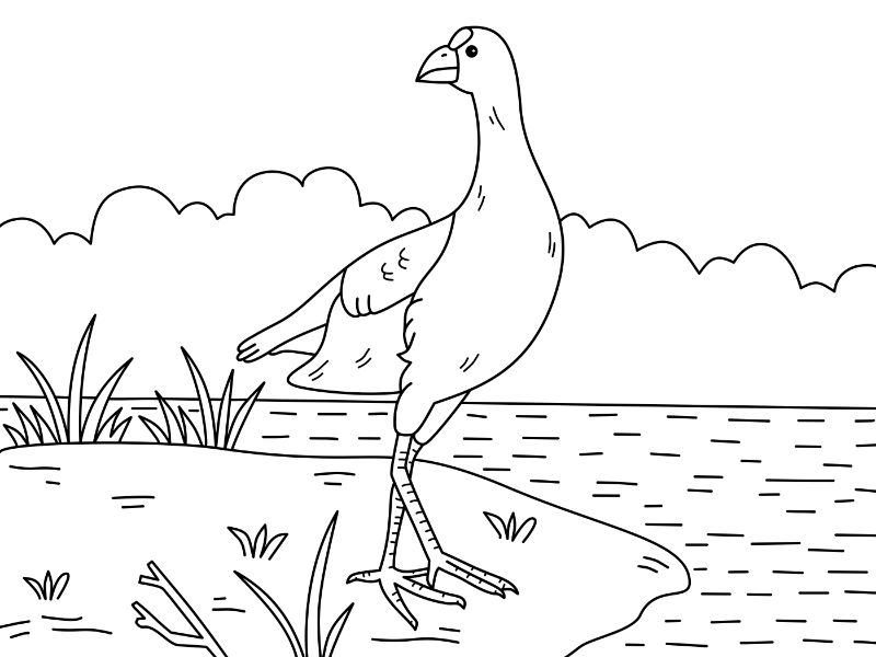 Pukeko Coloring Page