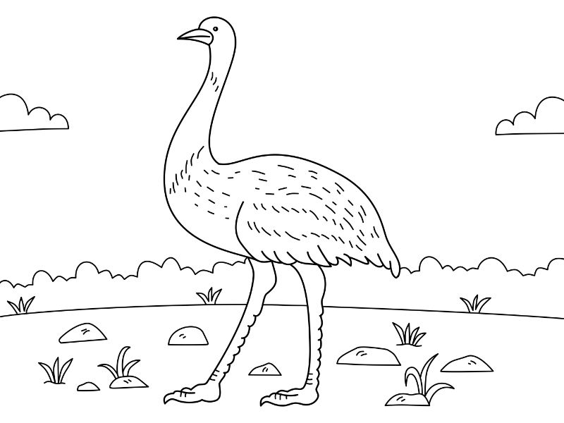 Emu Coloring Page