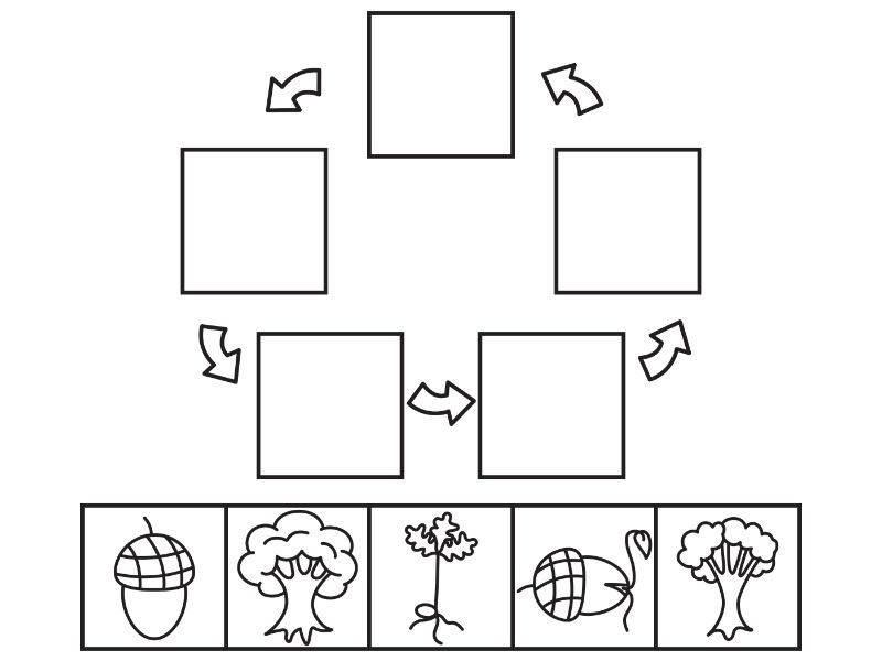 Acorn Life Cycle Coloring Page