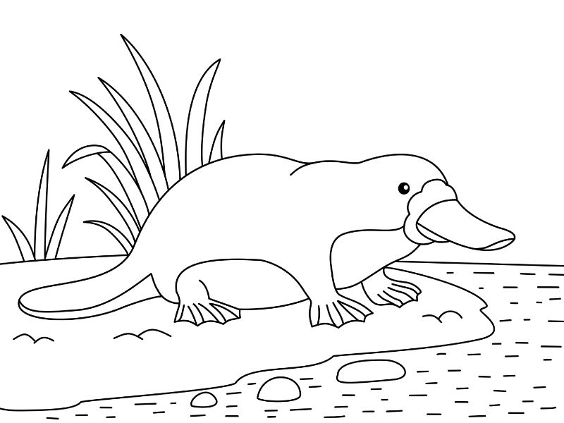 Platypus Coloring Page