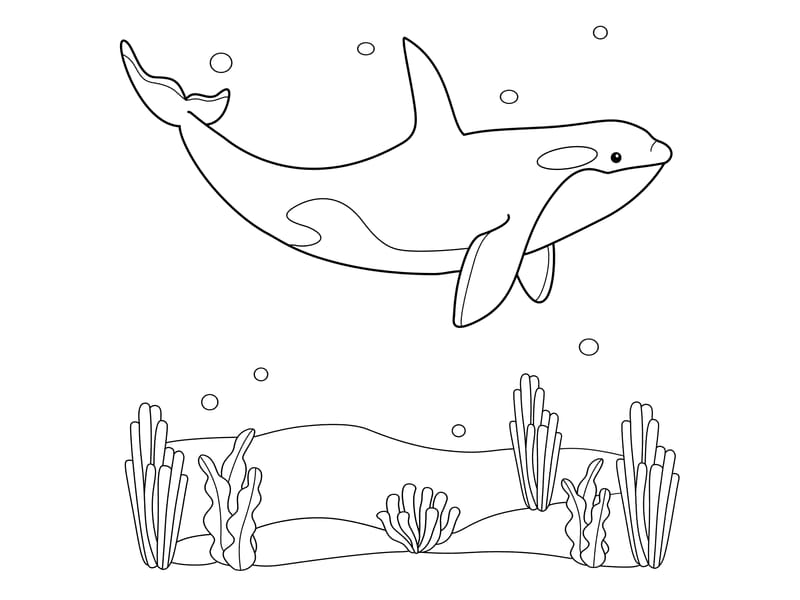 Killer Whale Coloring Page