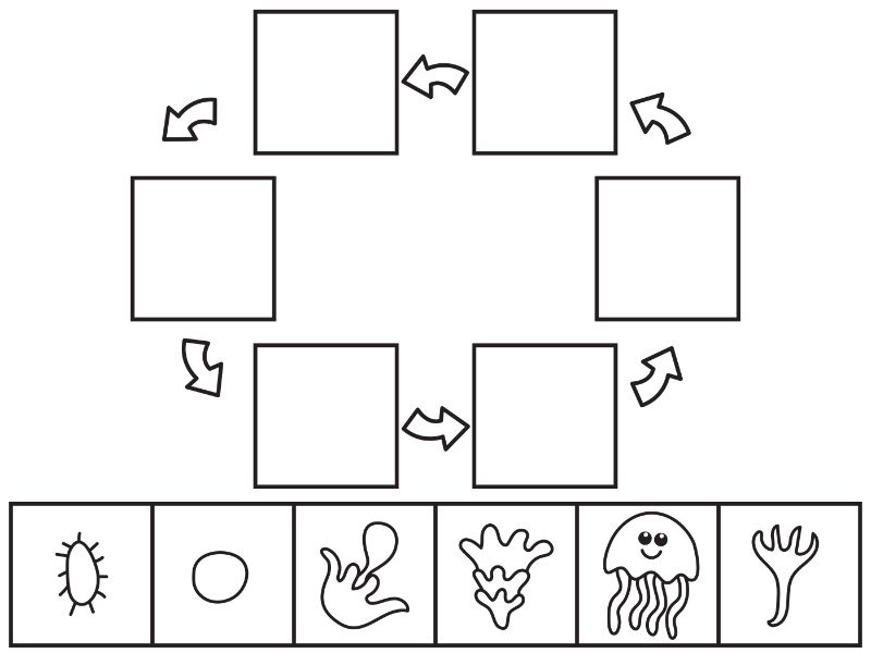 Jellyfish Life Cycle Coloring Page