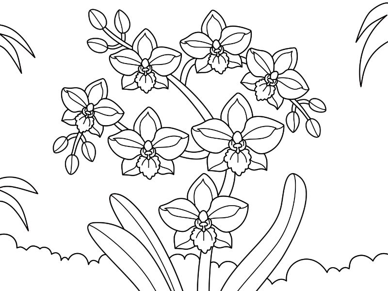 Orchid Coloring Page