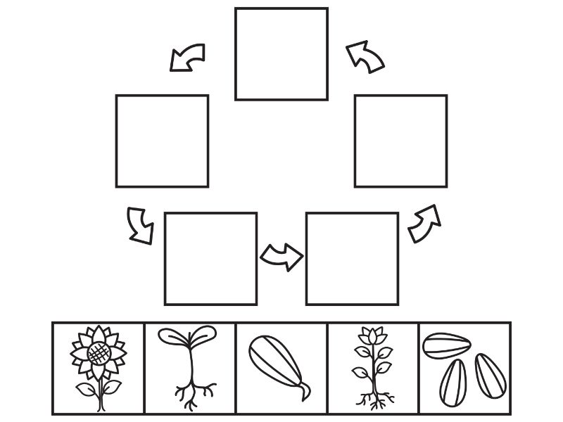 Sunflower Life Cycle Coloring Page