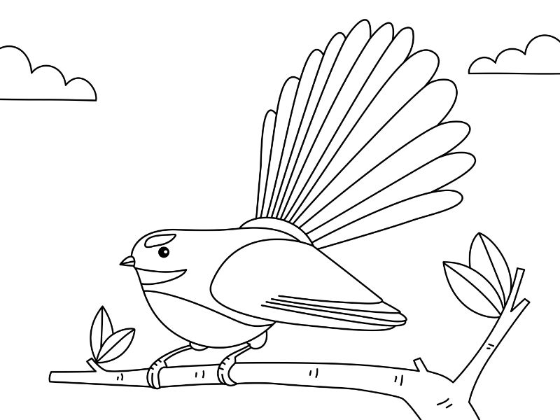 Fantail Bird Coloring Page