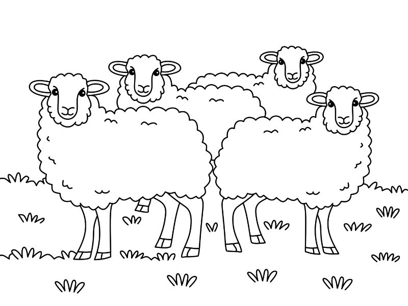 Sheep Group Coloring Page