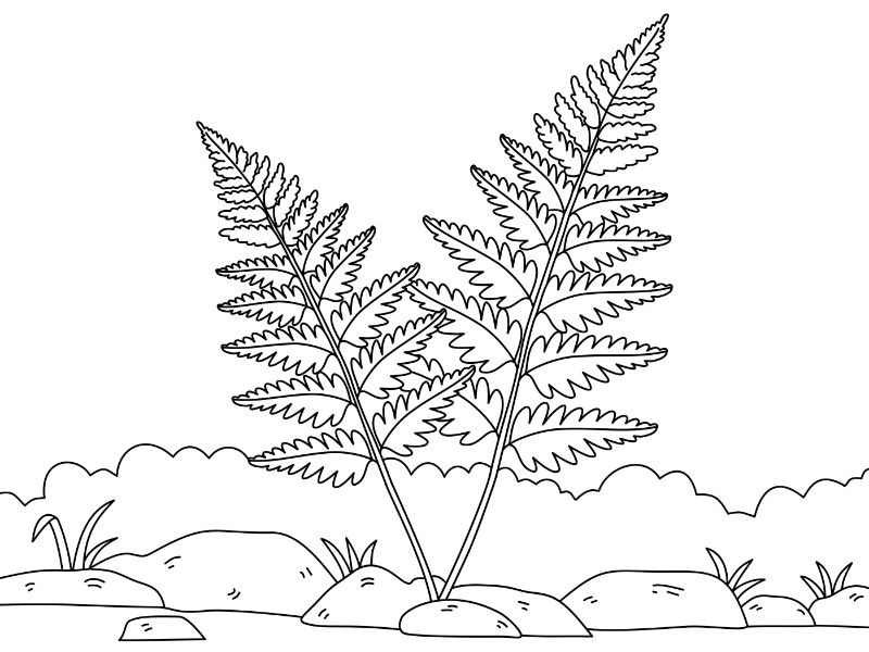 Silver Fern Coloring Page