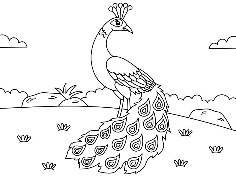 Peacock Coloring Page