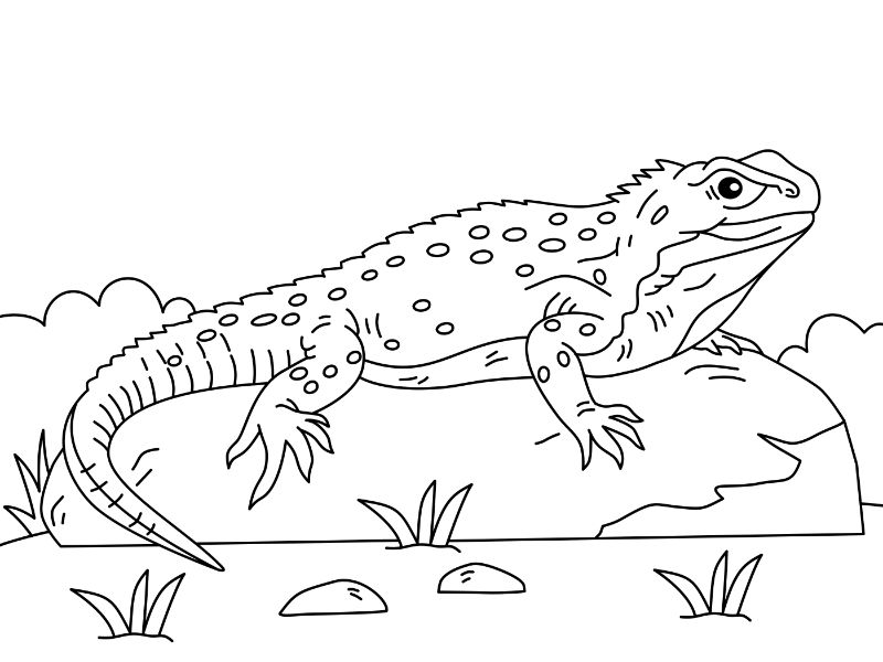 Tuatara Coloring Page