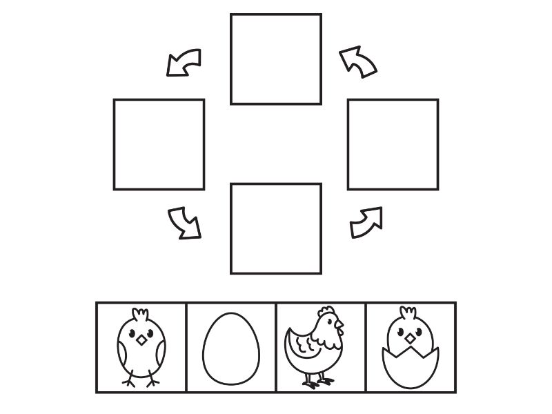 Chicken Life Cycle Coloring Page