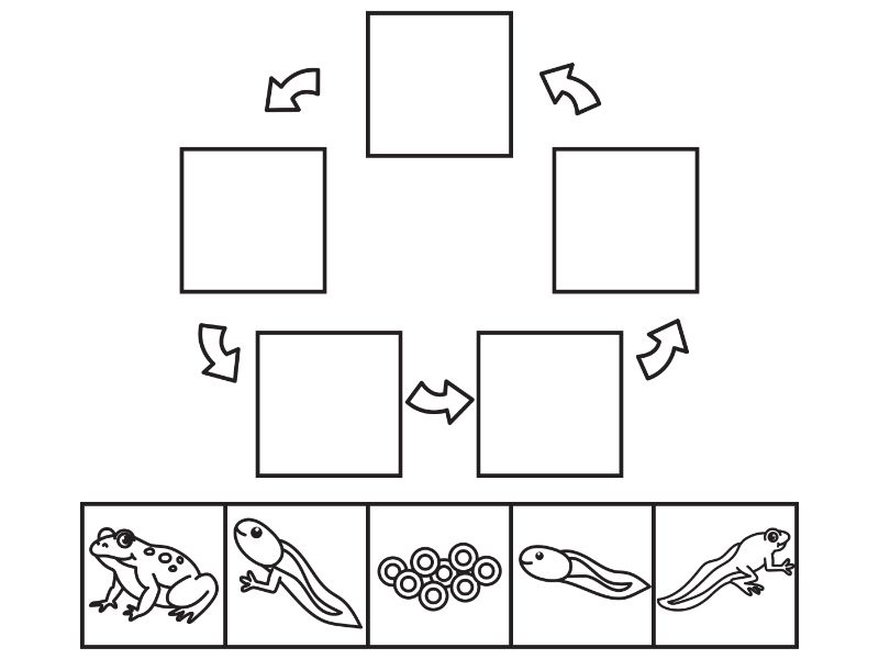 Frog Life Cycle Coloring Page
