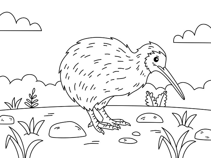 Kiwi Bird Coloring Page