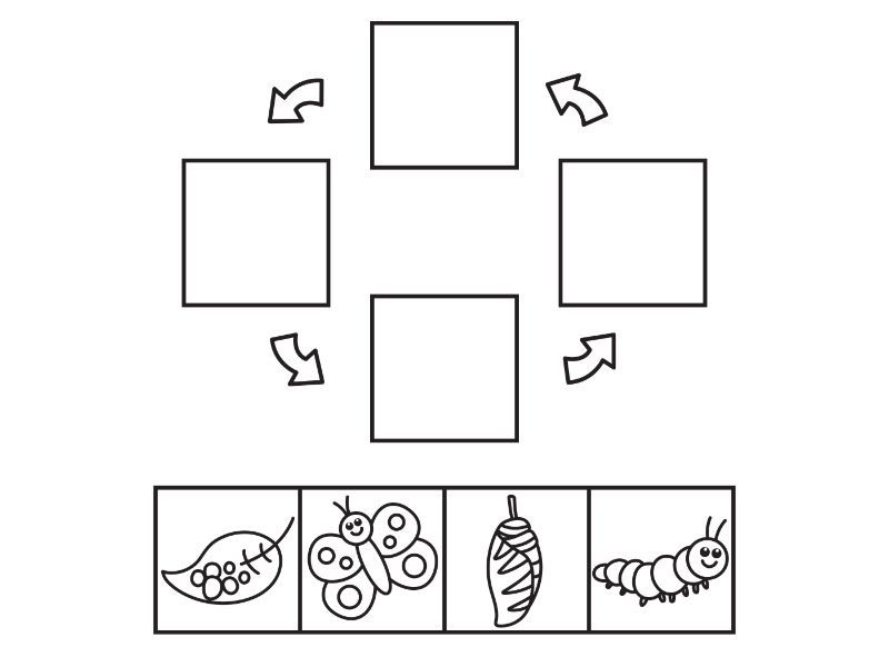 Butterfly Life Cycle Coloring Page