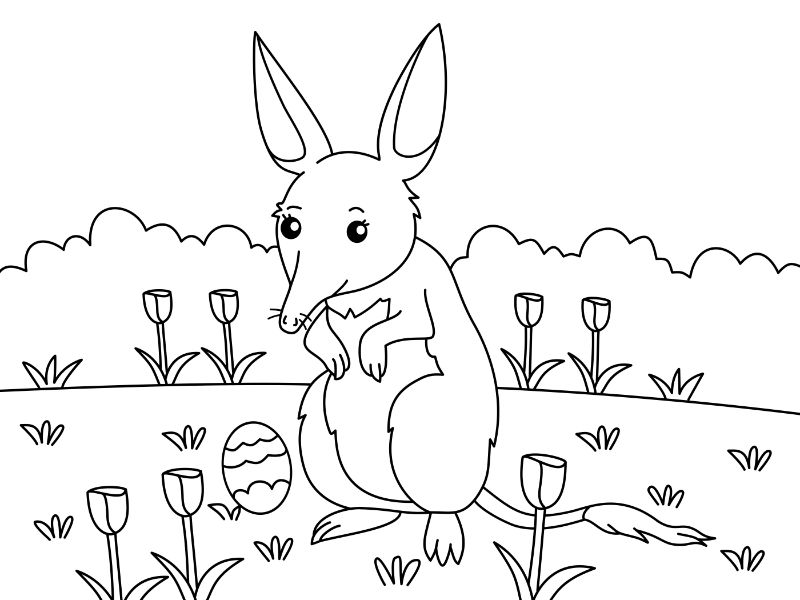 Bilby Coloring Page